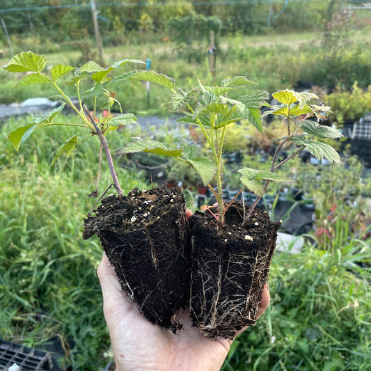 Frambuesa Negra de Wyoming (Rubus occidentalis 'Wyoming')