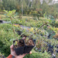 Caragana (Caragana arborescens)