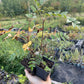 European Mountain Ash (Sorbus aucuparia)