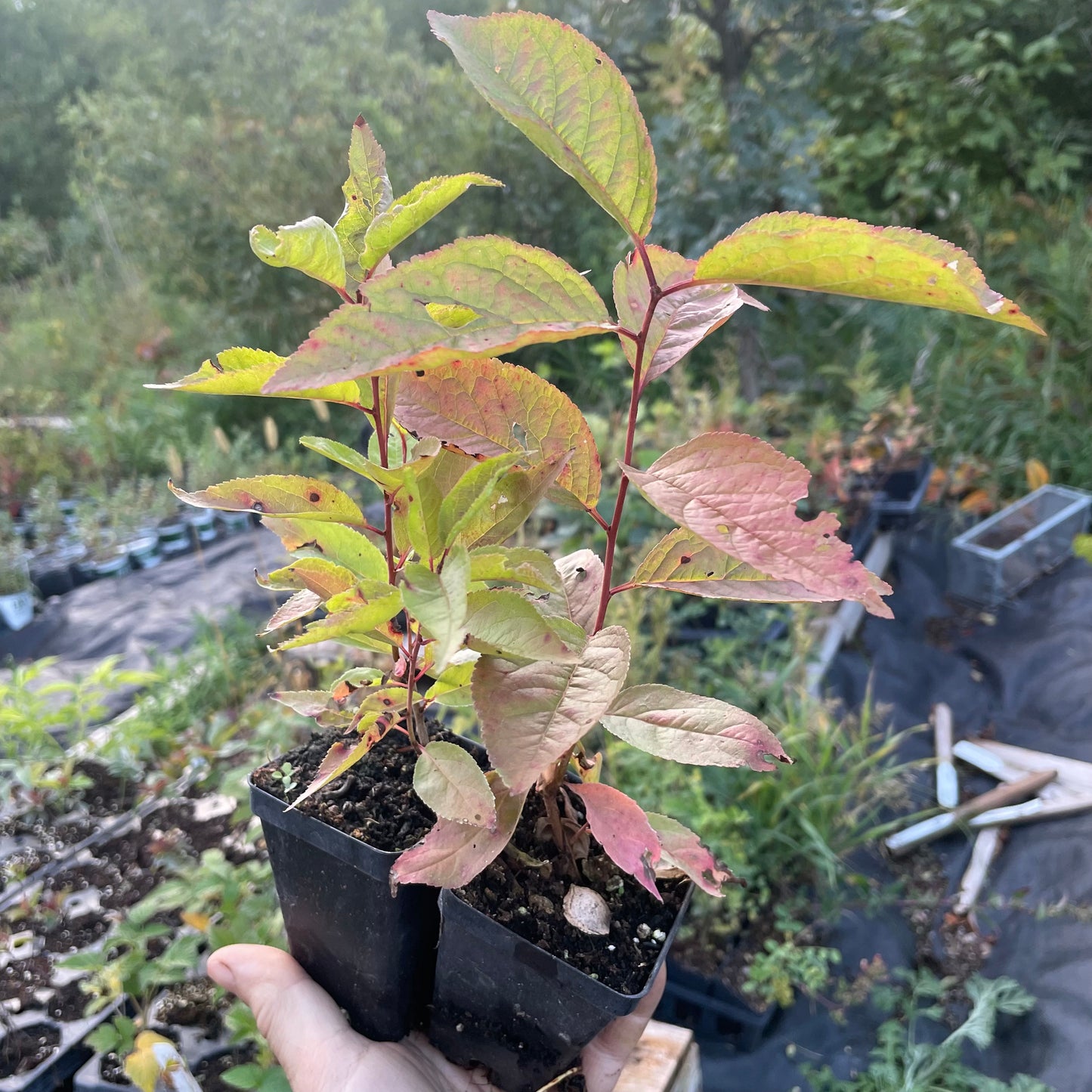 Ciruelo silvestre americano (Prunus americana)