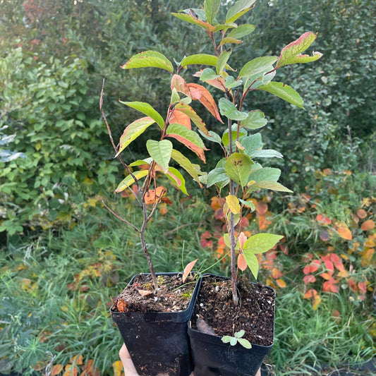 Wild Plum (Prunus nigra x Prunus sp.)