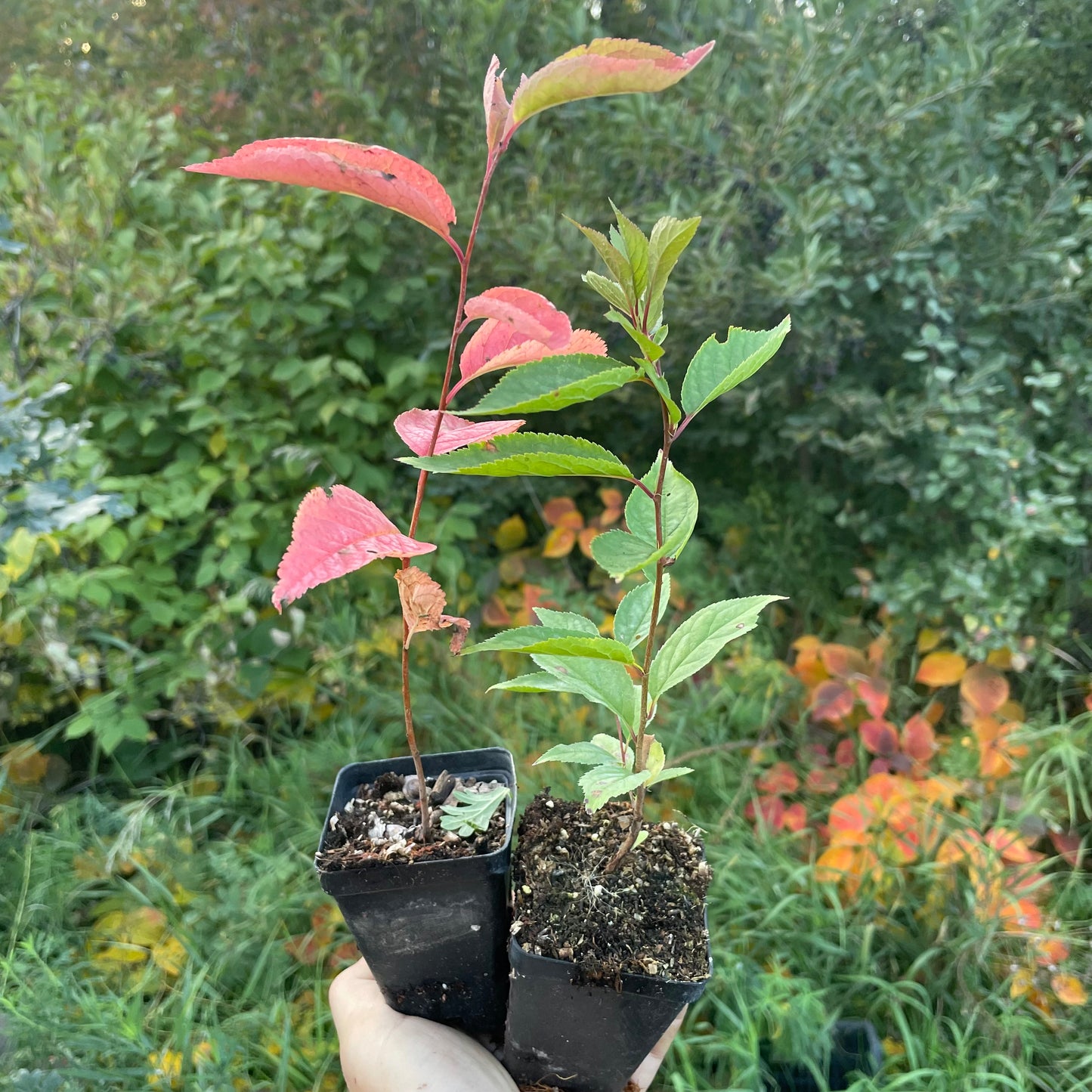 Ciruelo silvestre americano (Prunus americana)