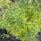Siberian C Peach (Prunus persica 'Siberian C') - Zone 3/4