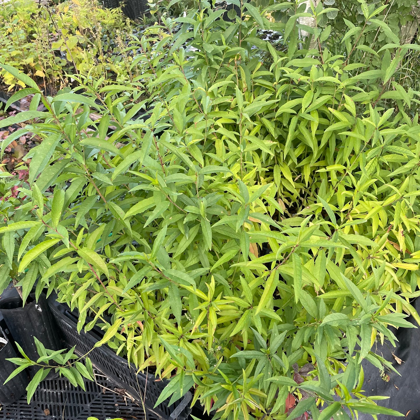 Siberian C Peach (Prunus persica 'Siberian C') - Zone 3/4
