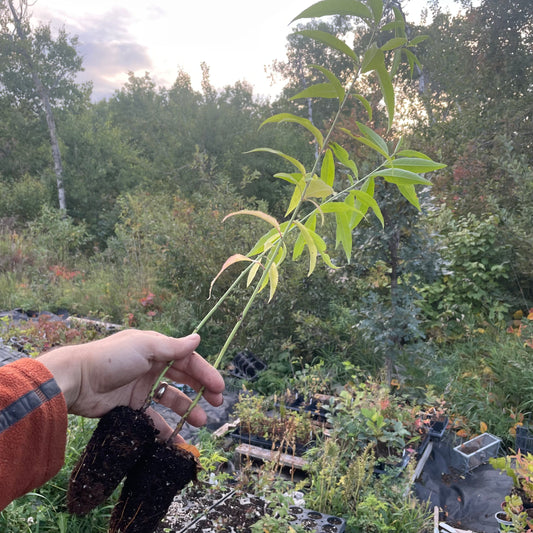 Siberian C Peach (Prunus persica 'Siberian C') - Zone 3/4
