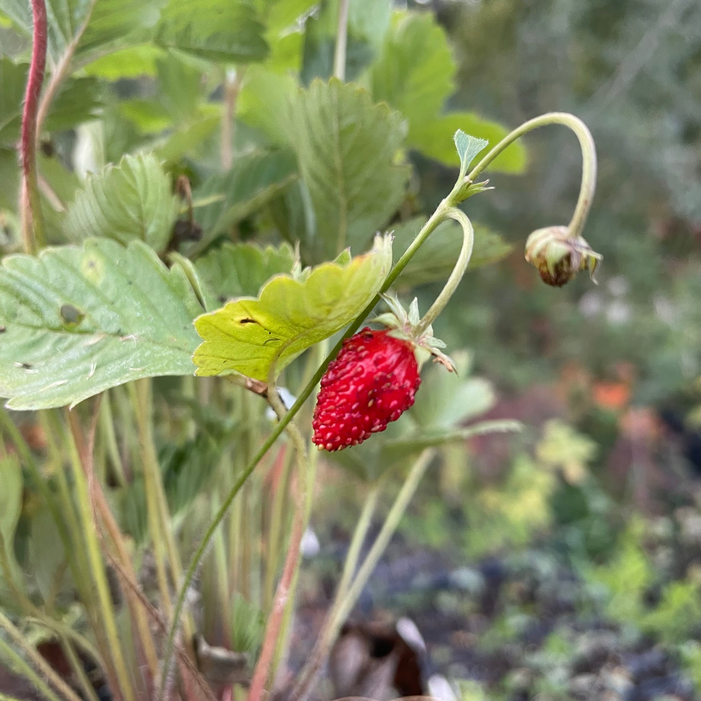 Fraise des Alpes, Fraise des bois (Fragaria vesca)