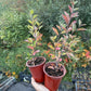 Haie Cotoneaster (Cotoneaster lucidus)