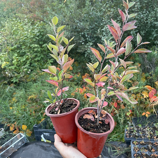 Haie Cotoneaster (Cotoneaster lucidus)
