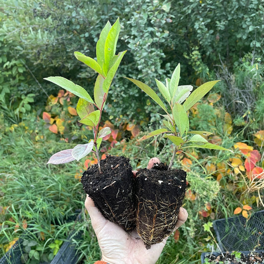 New Oka Cherry Plum (Prunus tomentosa x Prunus salicina 'New Oka')