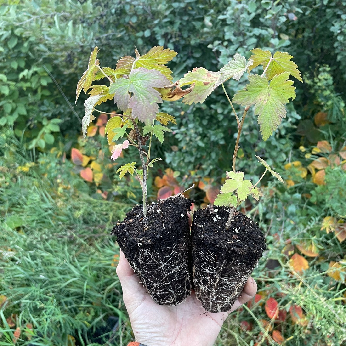 Groseille noire (Ribes nigrum 'Blackdown')