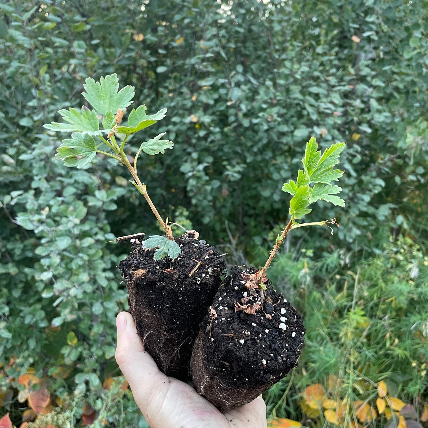 Northern Gooseberry (Ribes hirtellum) - Zone 2