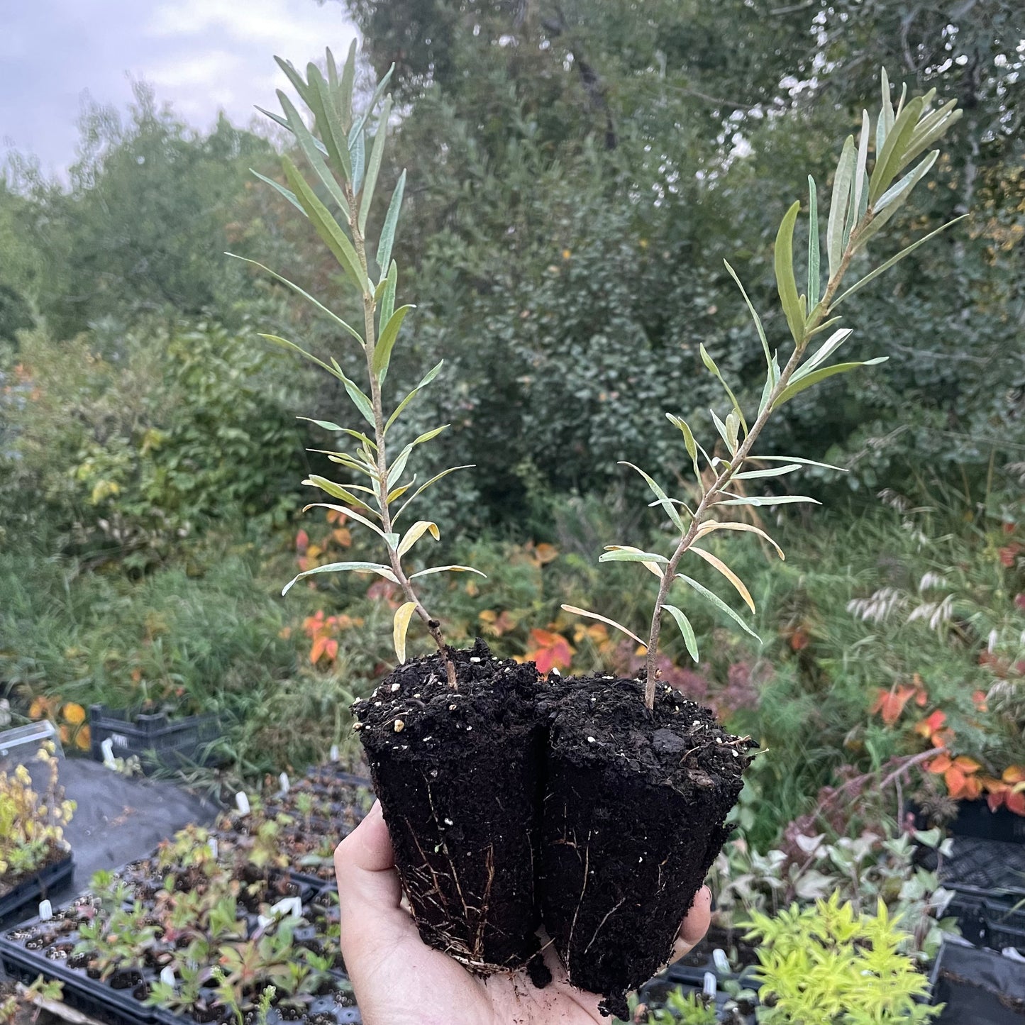 Espino amarillo de Chuyskaya (Hippophae rhamnoides 'Chuyskaya')
