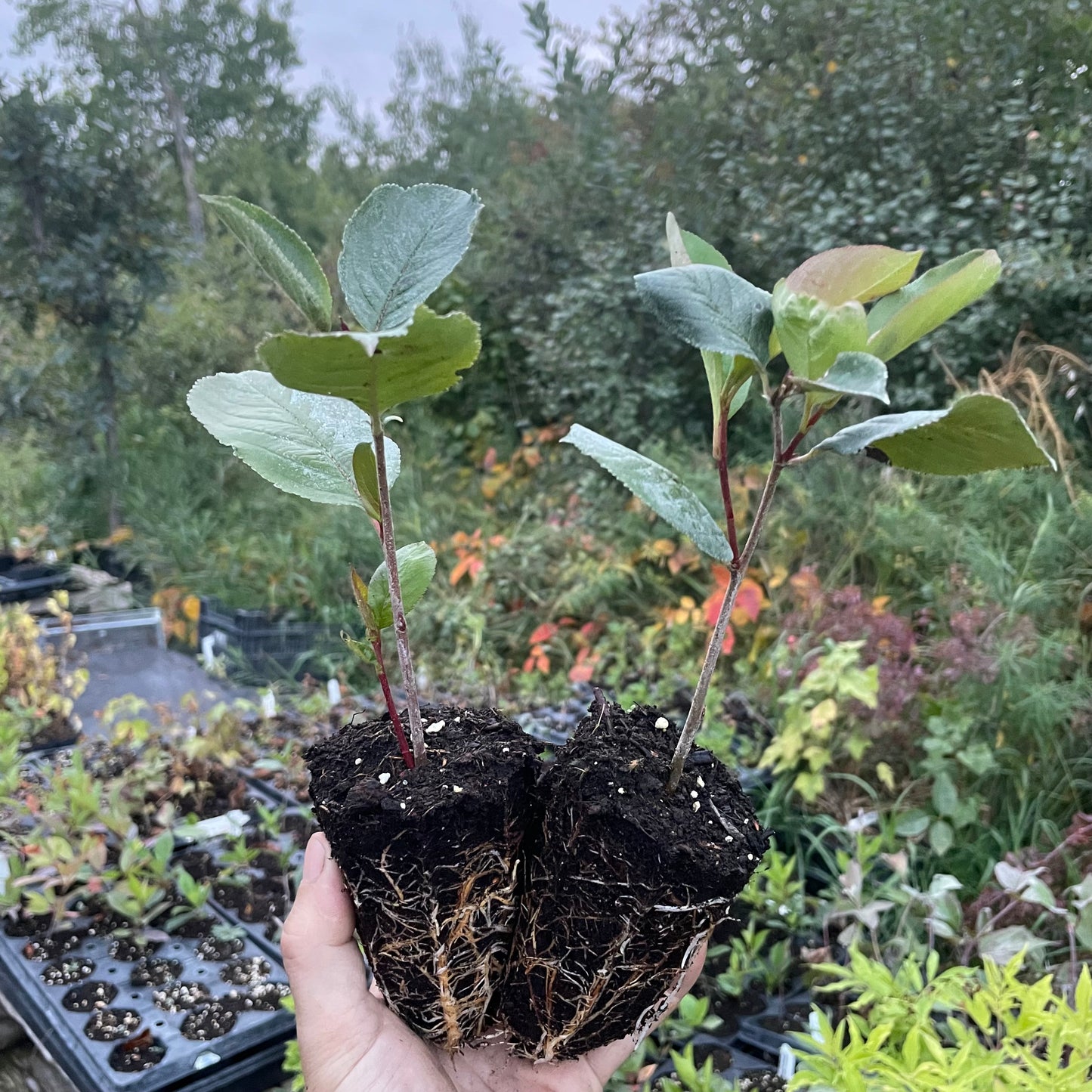 Viking Chokeberry (Aronia melanocarpa ‘Viking’)