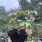 Skunk Currant (Ribes glandulosum)