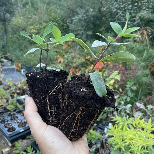 Aurora Haskap (Lonicera caerulea 'Aurora')