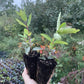 Haskap - Boreal Beast (Lonicera caerulea 'Boreal Beast')