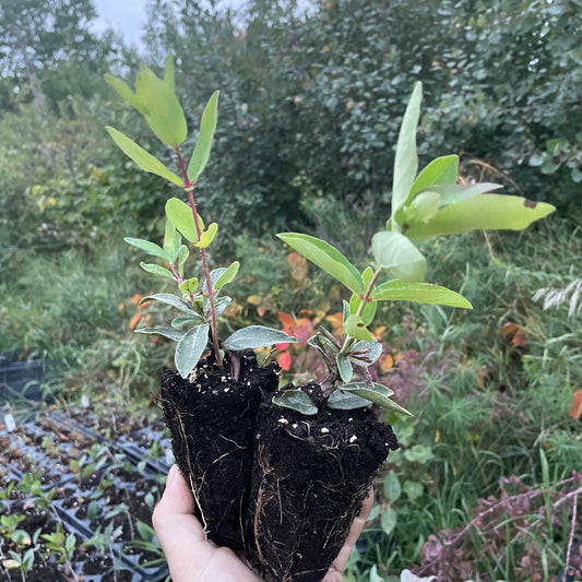 Haskap - Boreal Beast (Lonicera caerulea 'Boreal Beast')