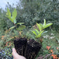 Beach Plum (Prunus maritima)