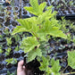 London Market Red Currant (Ribes rubrum 'London Market')