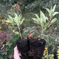 Sapa Cherry Plum (Prunus besseyi x Prunus salicina 'Sapa')