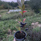 Viking Chokeberry (Aronia melanocarpa ‘Viking’)