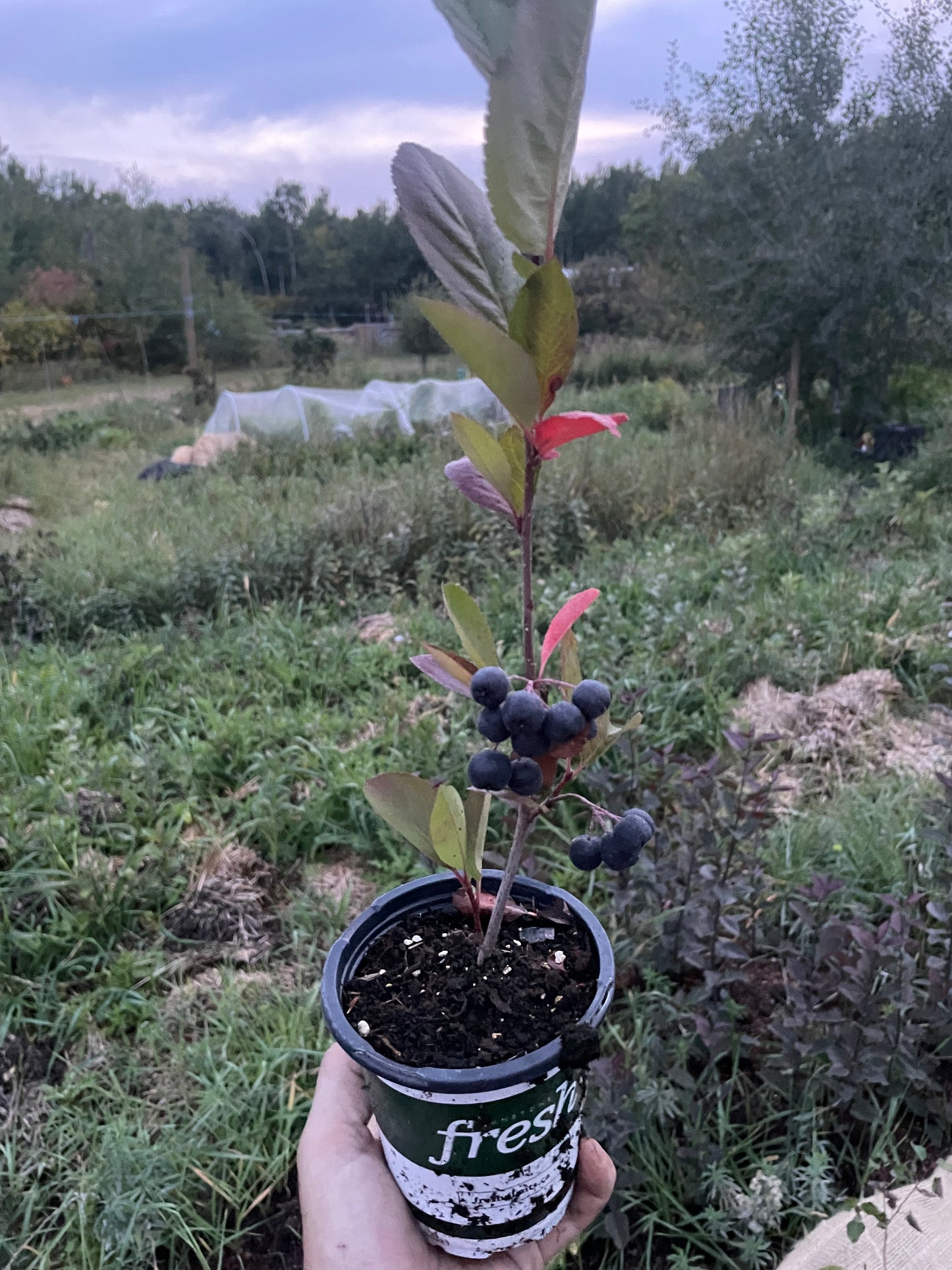 Viking Chokeberry (Aronia melanocarpa ‘Viking’)