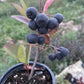 Viking Chokeberry (Aronia melanocarpa ‘Viking’)