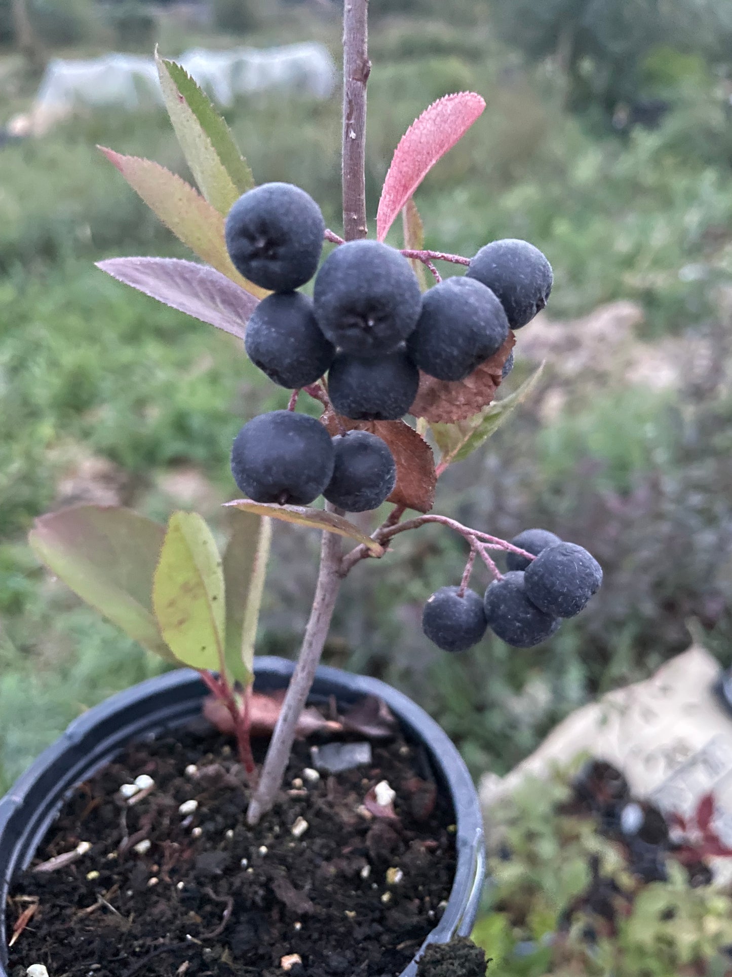 Viking Chokeberry (Aronia melanocarpa ‘Viking’)