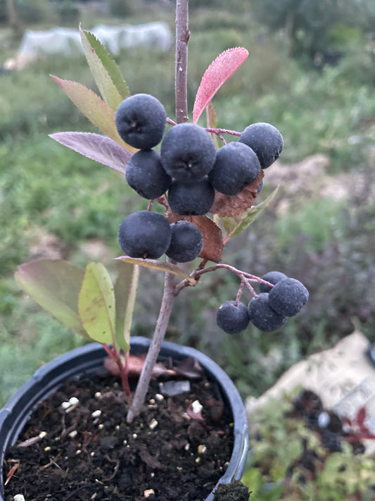 Aronia melanocarpa 'Viking' (Aronia vikinga)