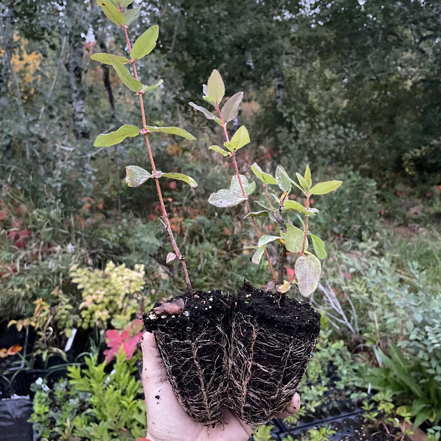 Lonicera caerulea 'Berry Blue' (Lonicera caerulea 'Berry Blue')