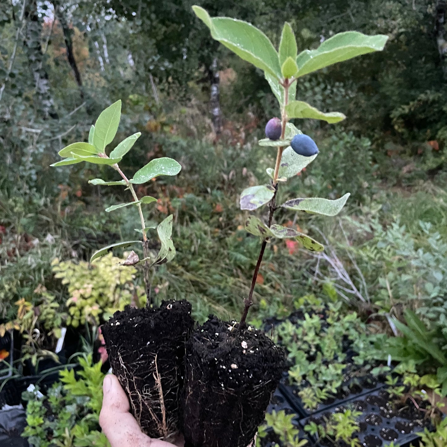 Camisole de gemme indigo (Lonicera caerulea 'Indigo Gem')