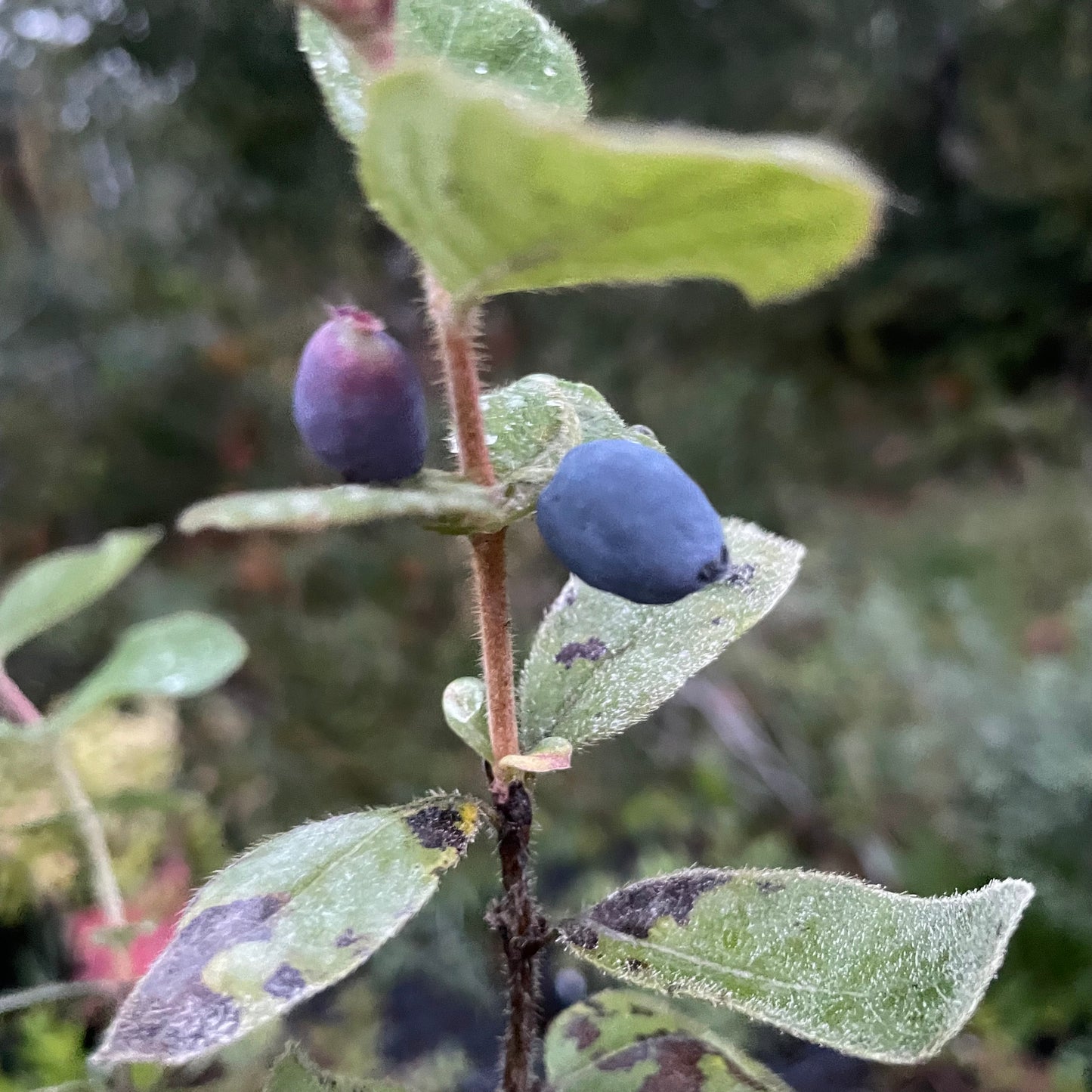 Camisole de gemme indigo (Lonicera caerulea 'Indigo Gem')
