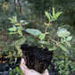 Haskap - Boreal Blizzard (Lonicera caerulea 'Boreal Blizzard')