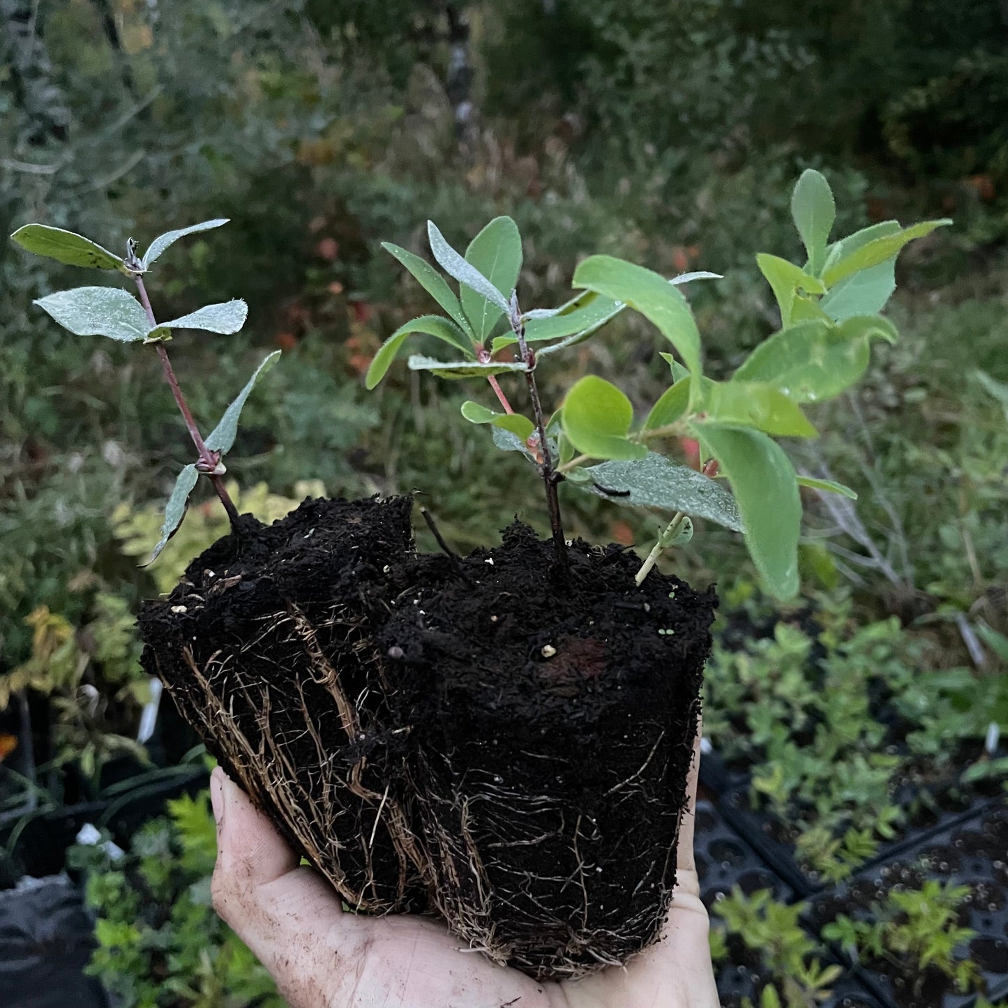 Aurora Haskap (Lonicera caerulea 'Aurora')