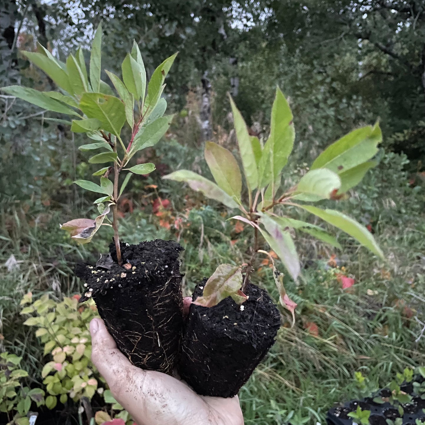 Ciruela dura cereza (Prunus besseyi x Prunus salicina)