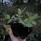 Indigo Treat Haskap (Lonicera caerulea 'Indigo Treat'