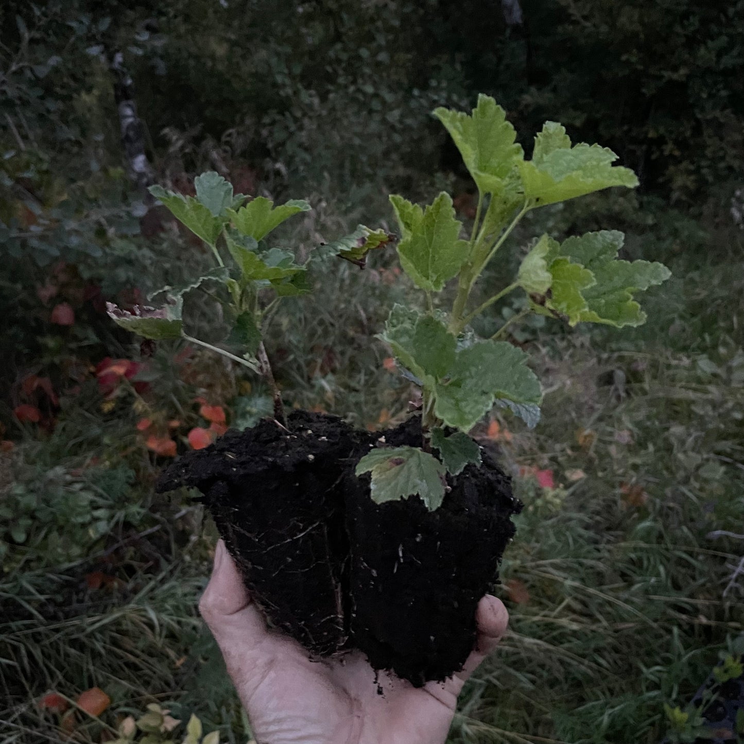 Groseillier rose champagne (Ribes rubrum 'Pink Champagne')
