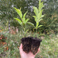 Toka Plum (Prunus americana x Prunus simonii) - Zone 3