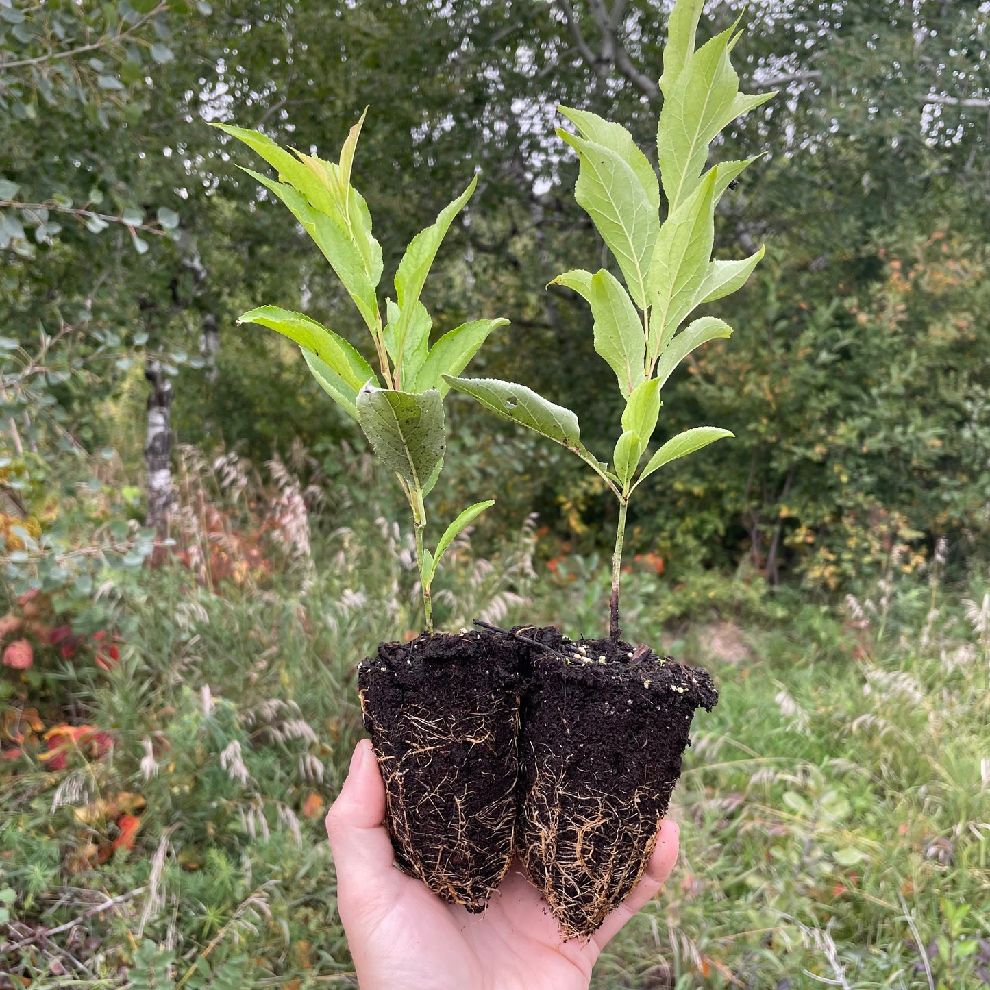 Toka Plum (Prunus americana x Prunus simonii) - Zone 3