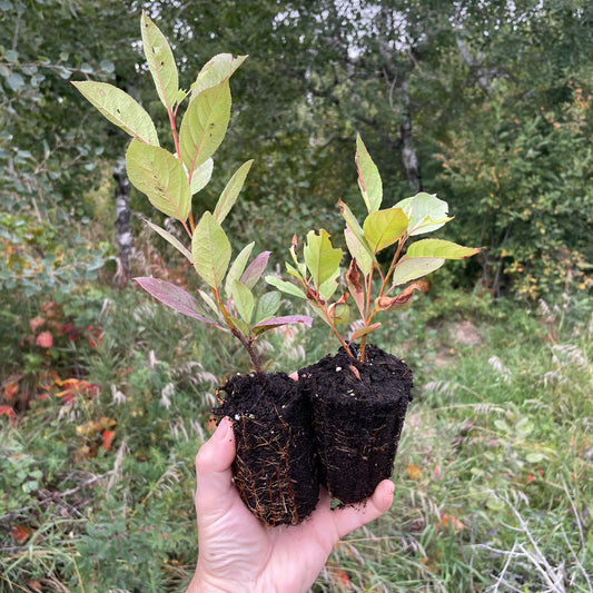 Opata Cherry Plum (Prunus salicina x Prunus besseyi 'Opata')