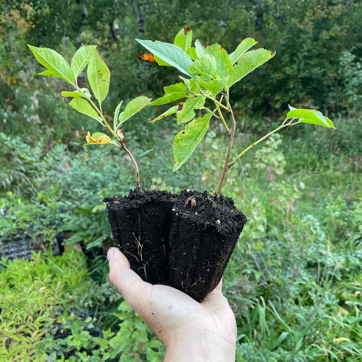 Evans Cherry (Prunus cerasus ‘Evans’) - Zone 3