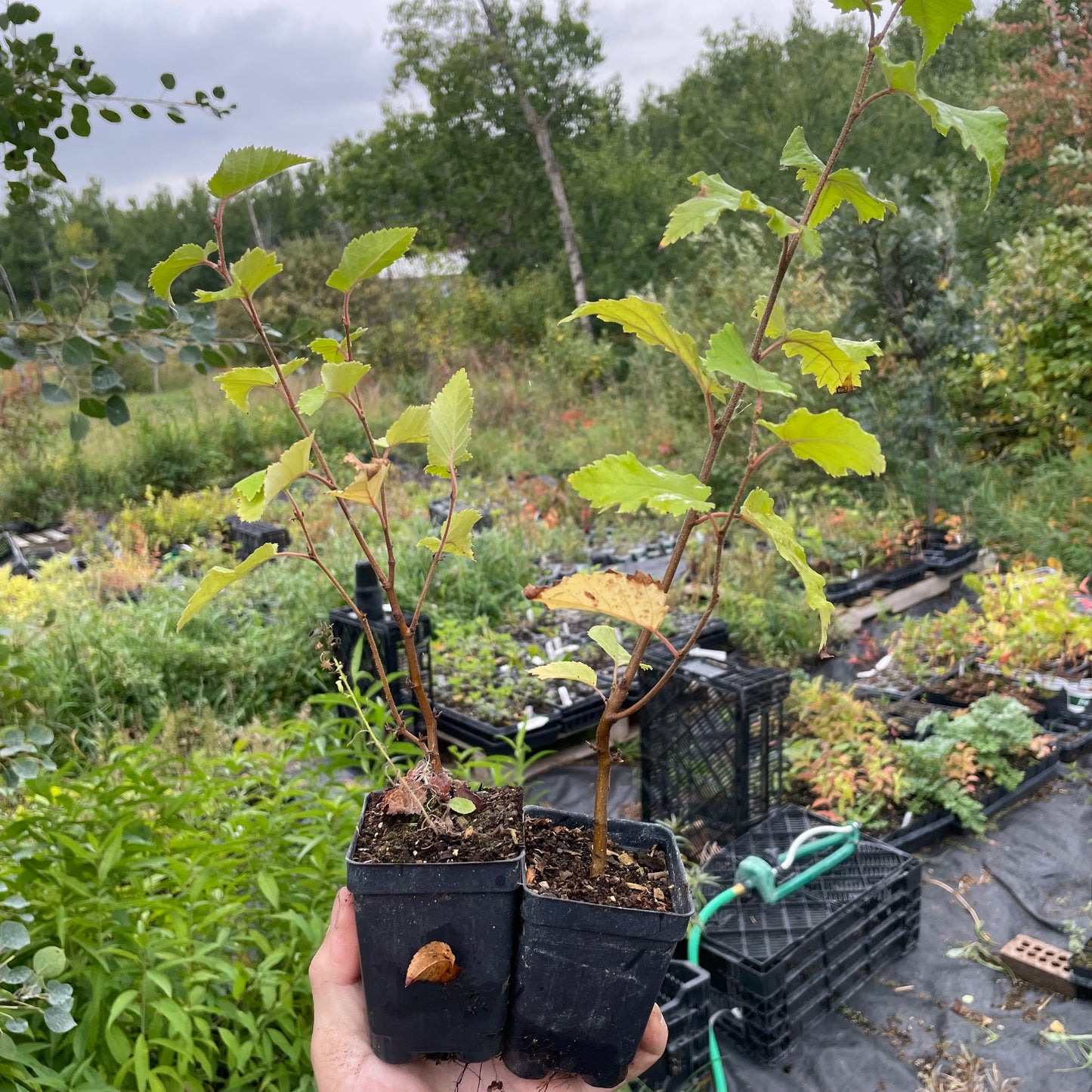 Paper Birch (Betula papyrifera)