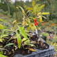 Goji Berry (Lycium barbarum)