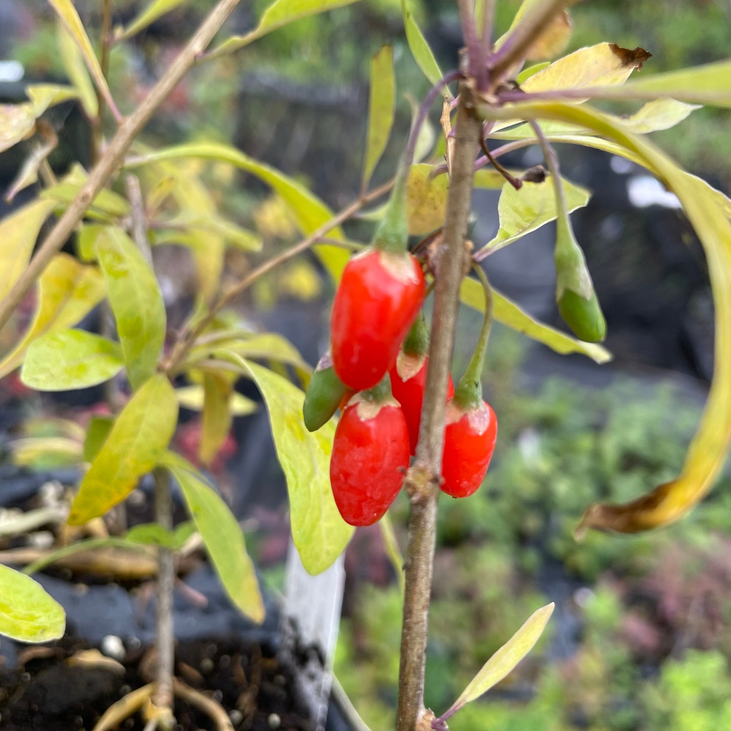 Baie de Goji (Lycium barbarum)