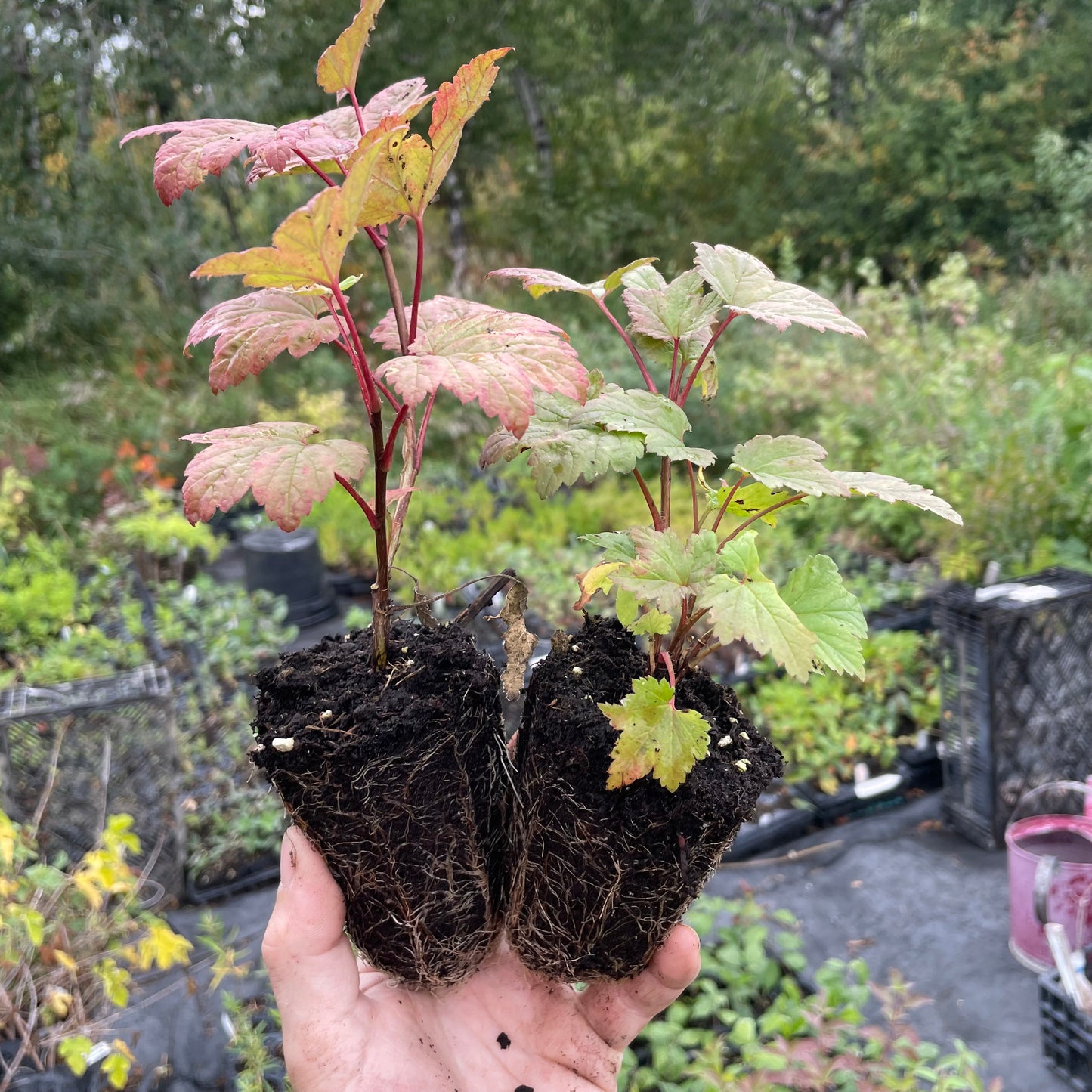 Wild Red Currant 'Triste' (Ribes triste)