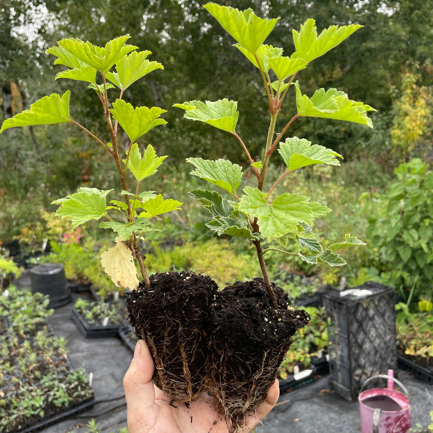 Laxton's No. 1 Red Currant (Ribes rubrum)