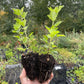 Jeanne Gooseberry (Ribes uva-crispa ‘Jeanne’) - Zone 3