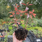 Red Osier Dogwood (Cornus sericea)