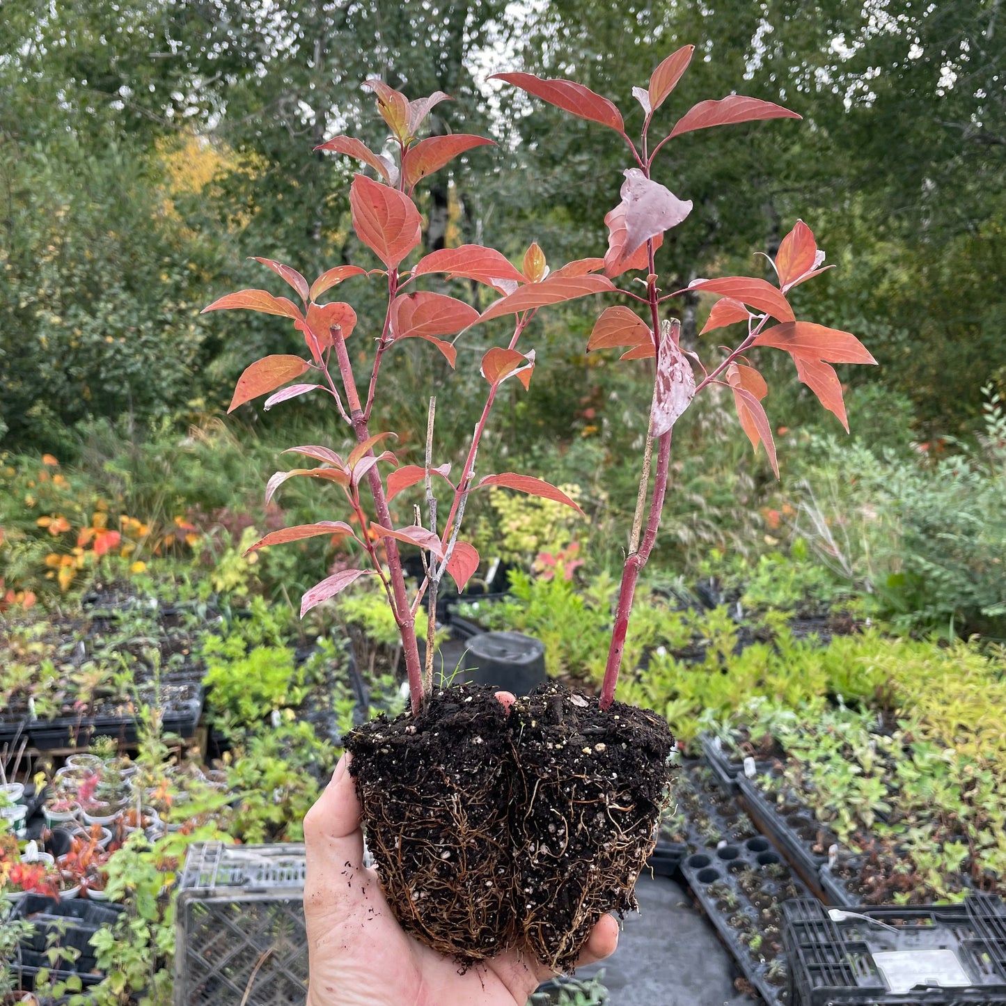 Cornejo de mimbre rojo (Cornus sericea)