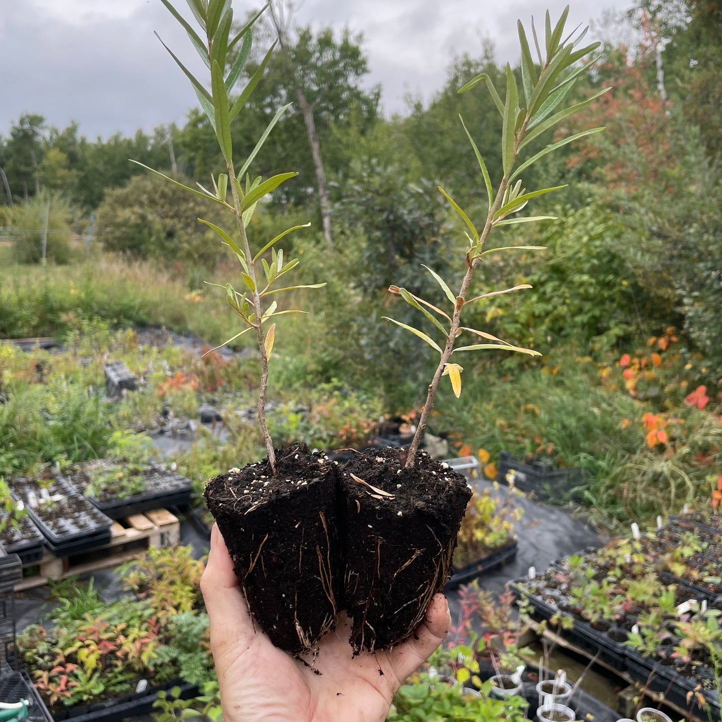 Argousier de l'Altaï (Hippophae rhamnoides 'Altaiskaya')